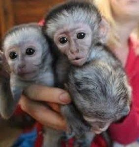 otros animales monos capuchinos bebe