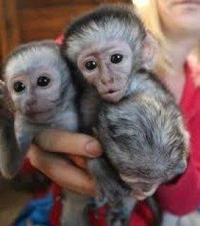 otros animales monos capuchinos bebe