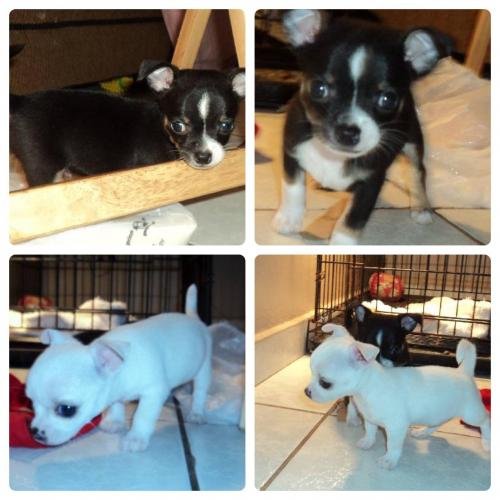 venta chihuahas apple