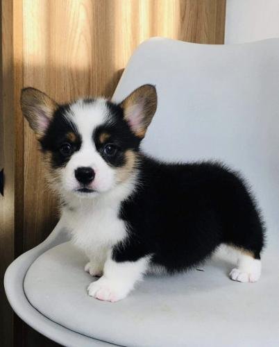 venta Preciosos cachorros Corgi, 1 macho y 1 hembra