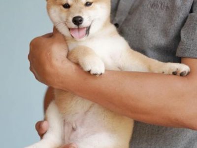 venta de cachorros shiba inu machos y hembras