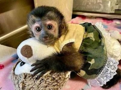 otros animales monos capuchinos machos