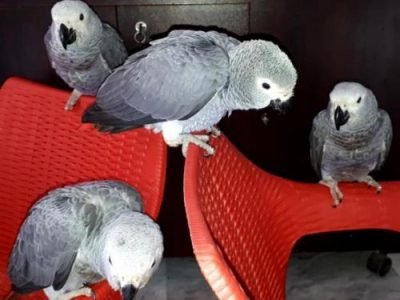 otros animales venta de papagayos