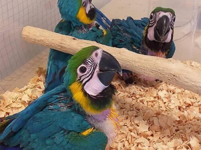 otros animales loros de calidad