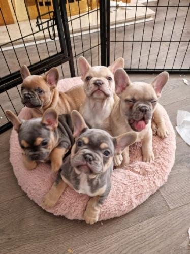 regalo Cachorros de bulldog francés